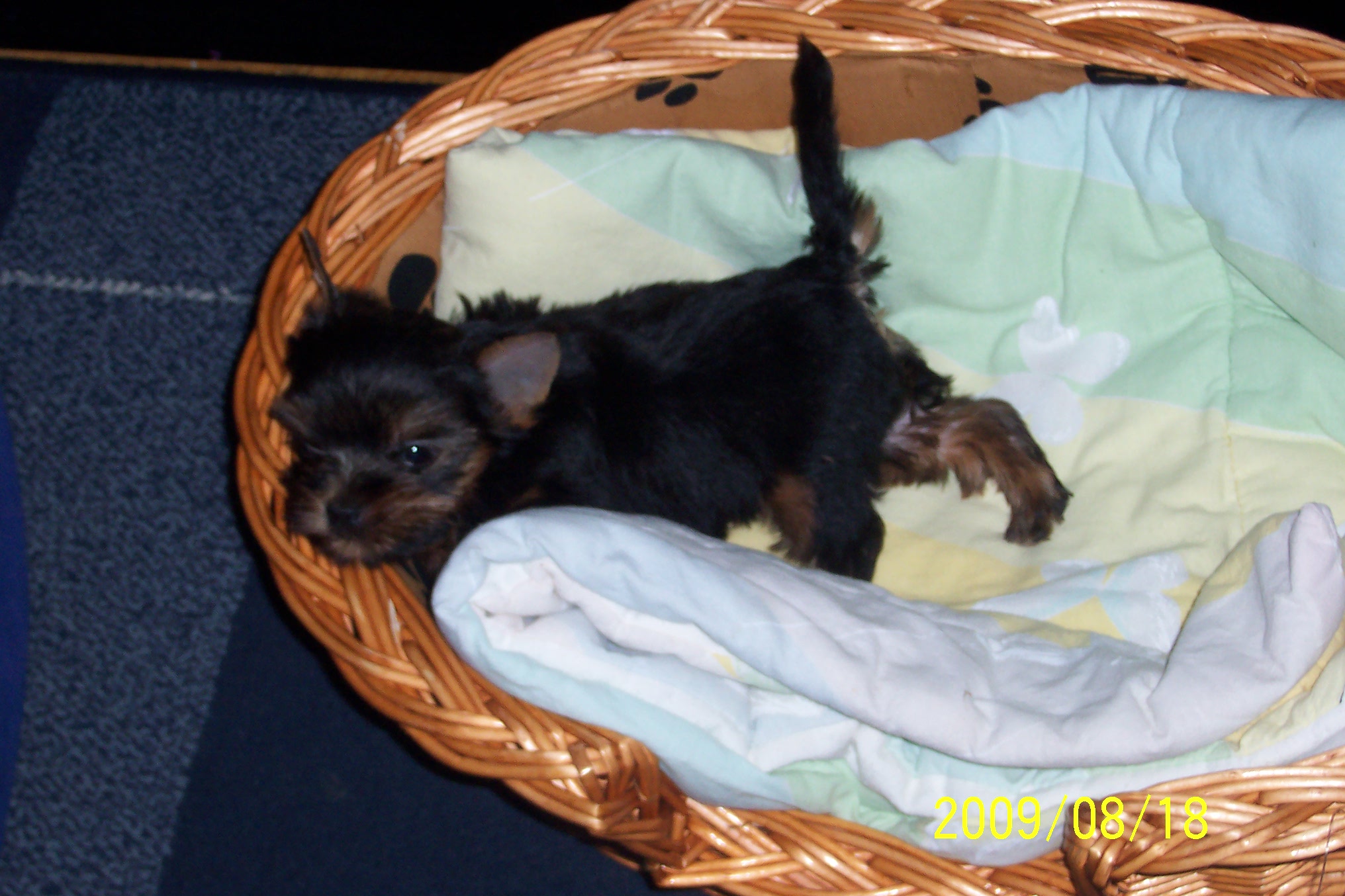 100_9009.jpg