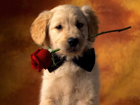 dog5.jpg