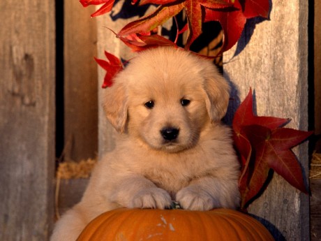 dog7.jpg