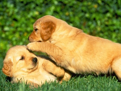 dog125.jpg