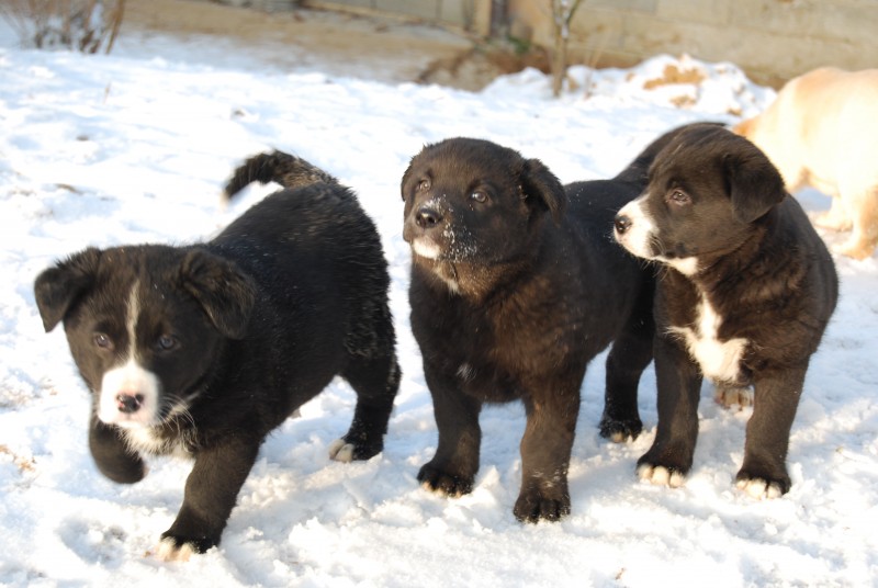 slika11231173423.jpg