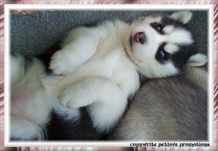 9613_husky1.jpg
