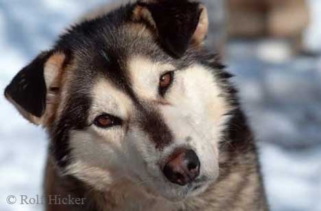 husky4.jpg
