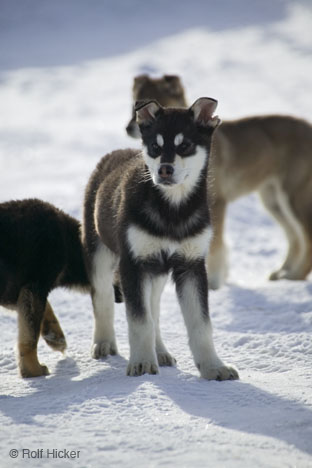 husky_puppies_T3215.jpg