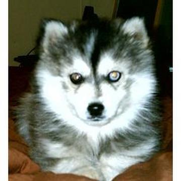 miniature-siberian-husky.jpg