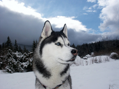 siberian-husky.jpg