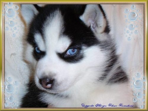 theatre_husky_pic.jpg