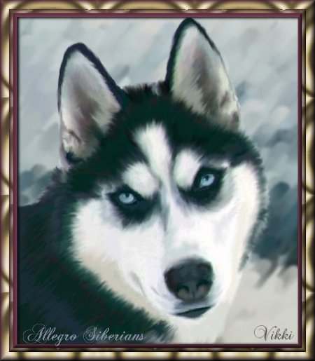Viki_husky.jpg