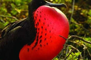 Ekvador-a-Galapagy-816118.jpg