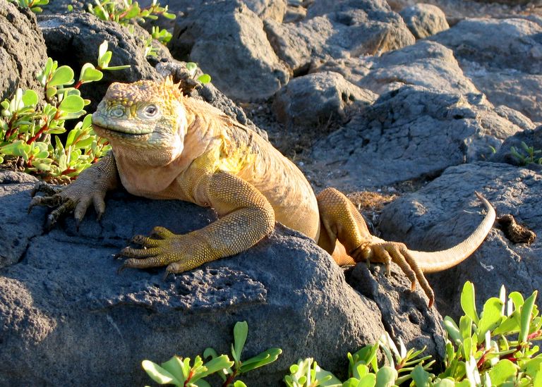 galapagy1.jpg