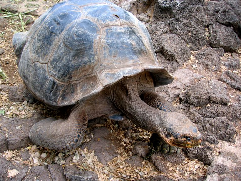 galapagy2.jpg