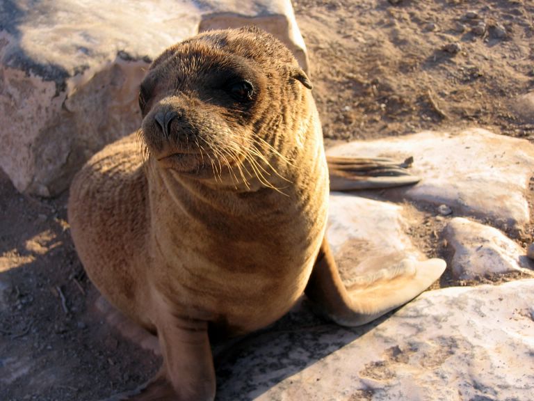 galapagy3.jpg