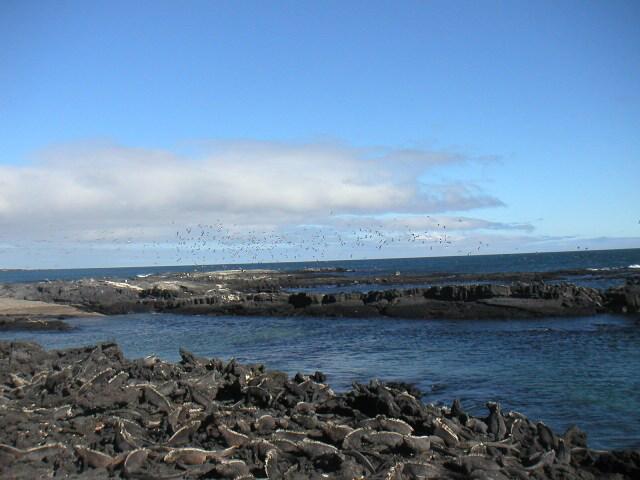galapagy_5_v.jpg