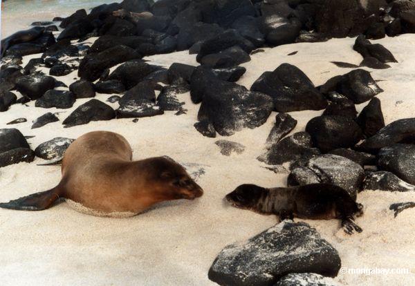 sea_lions.jpg