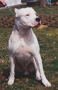 argdoga.jpg