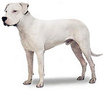 argentinska_doga.jpg