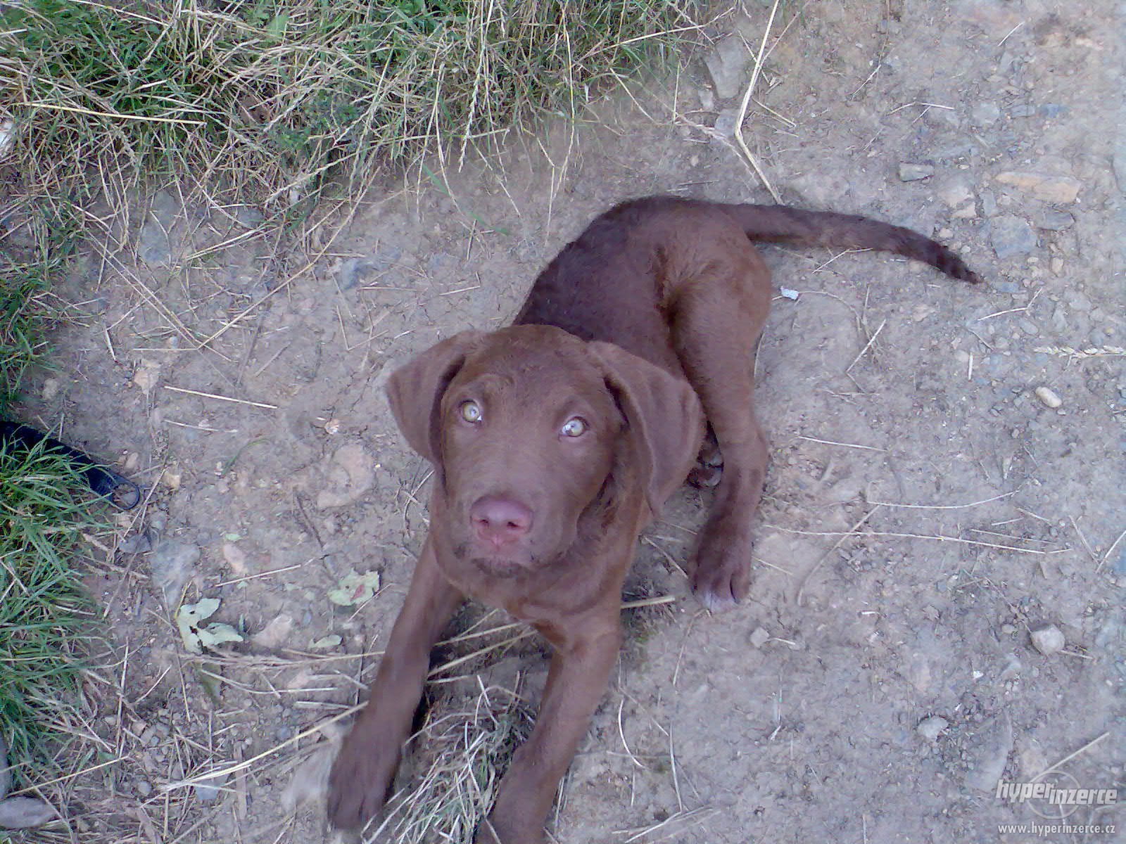2029416-prodam-chasepeake-bay-retrivra-3.jpg