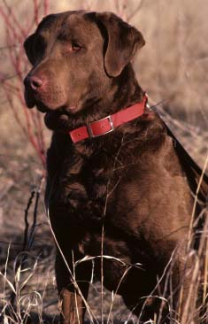 chesapeake-bay-retriever.jpg