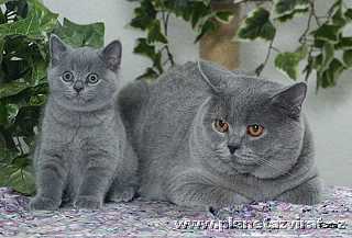 08010-britska-modra-kocka-blue-point-cat-01.jpg