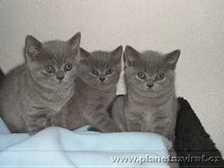 08010-britska-modra-kocka-blue-point-cat-05.jpg